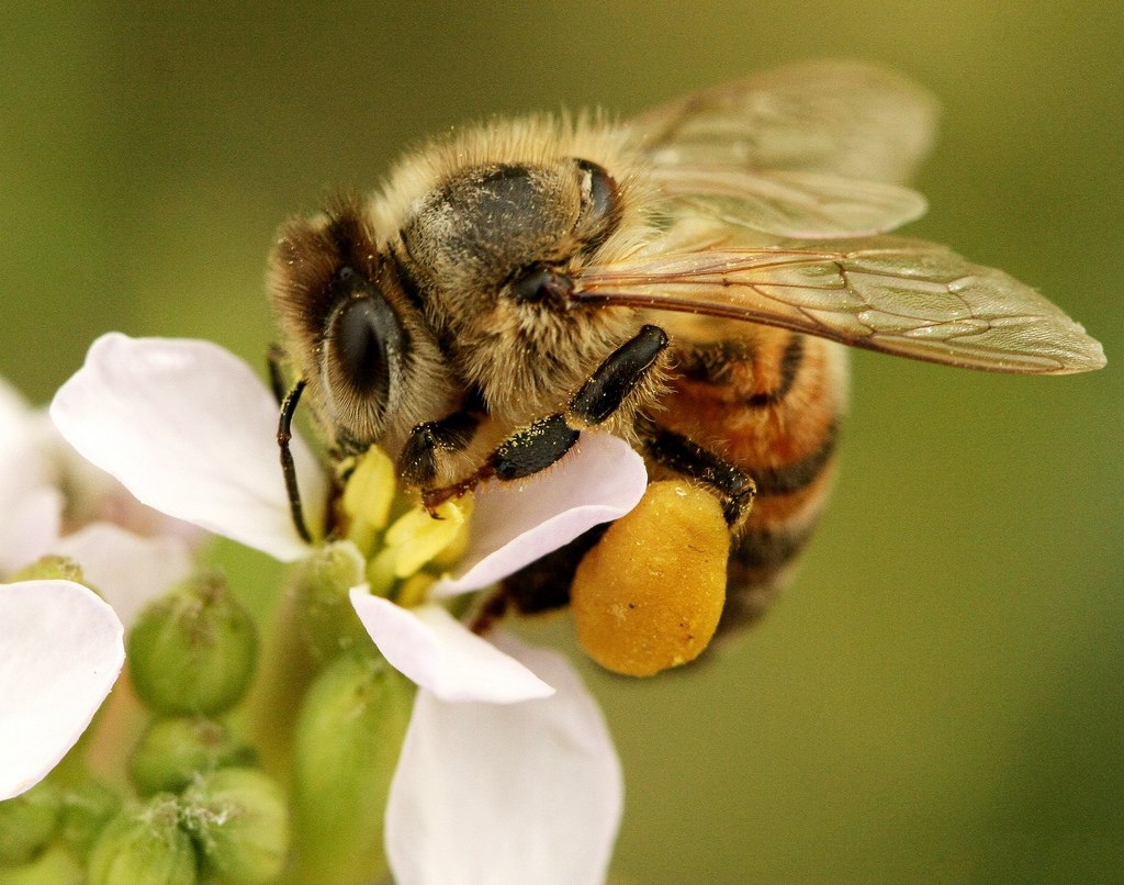 Honey Bee Pollen Pellet