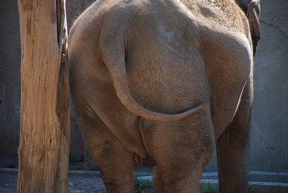 Elephant tail (Courtesy of Smithsonian Magazine)
