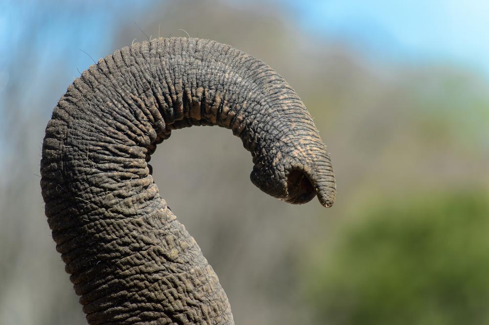 elephant trunk reaching out outline