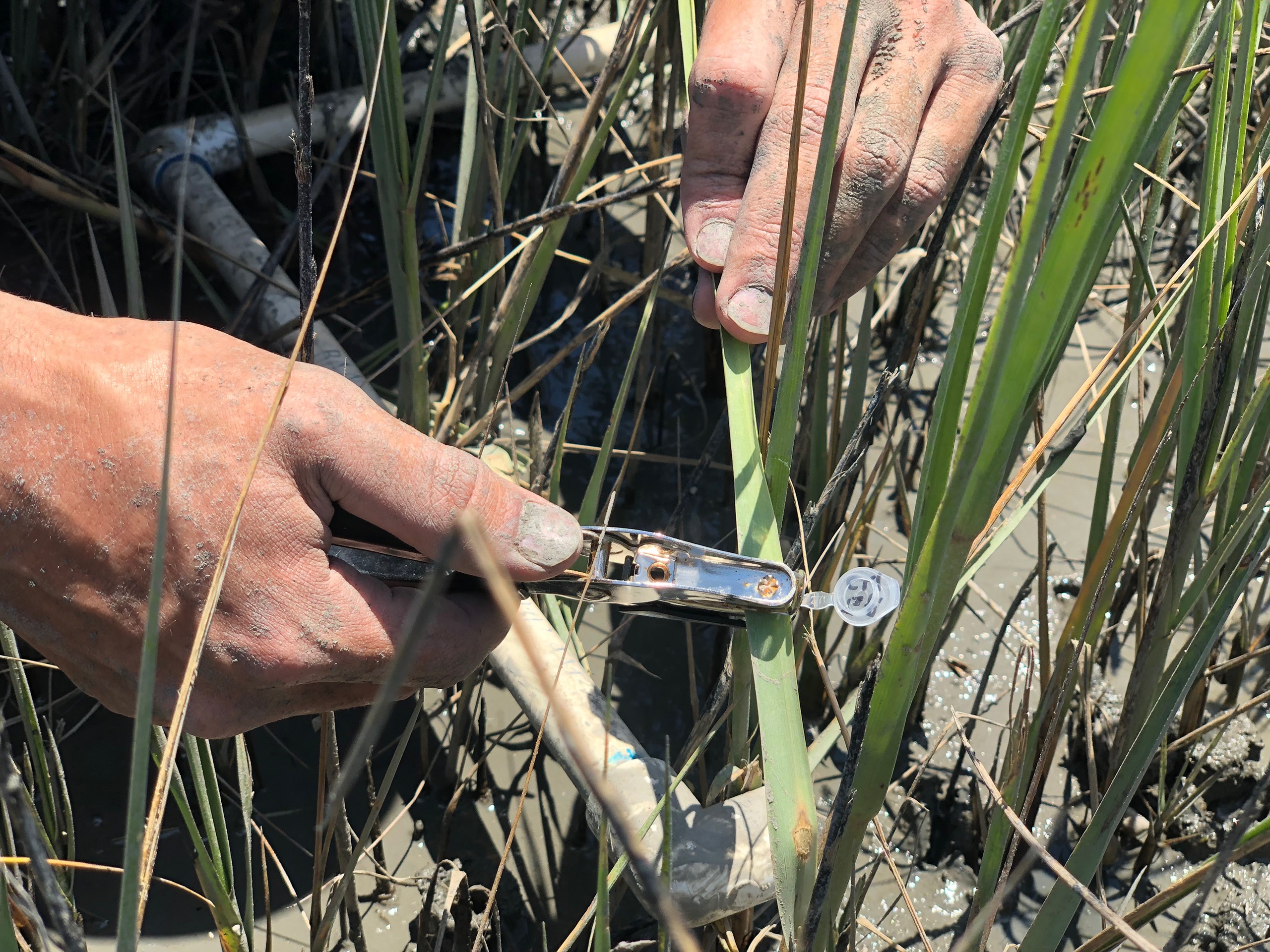 Research on the salt marsh of Sapelo Island, Georgia (Courtesy of UGA)