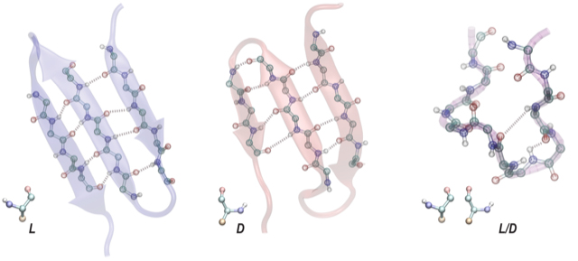 Chiral proteins (left and middle) form many more hydrogen bonds than a demi-chiral protein (right). (Courtesy of Jeff Skolnick)
