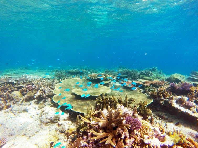 Fijian coral reefs (Courtesy of Julia Kubanek)