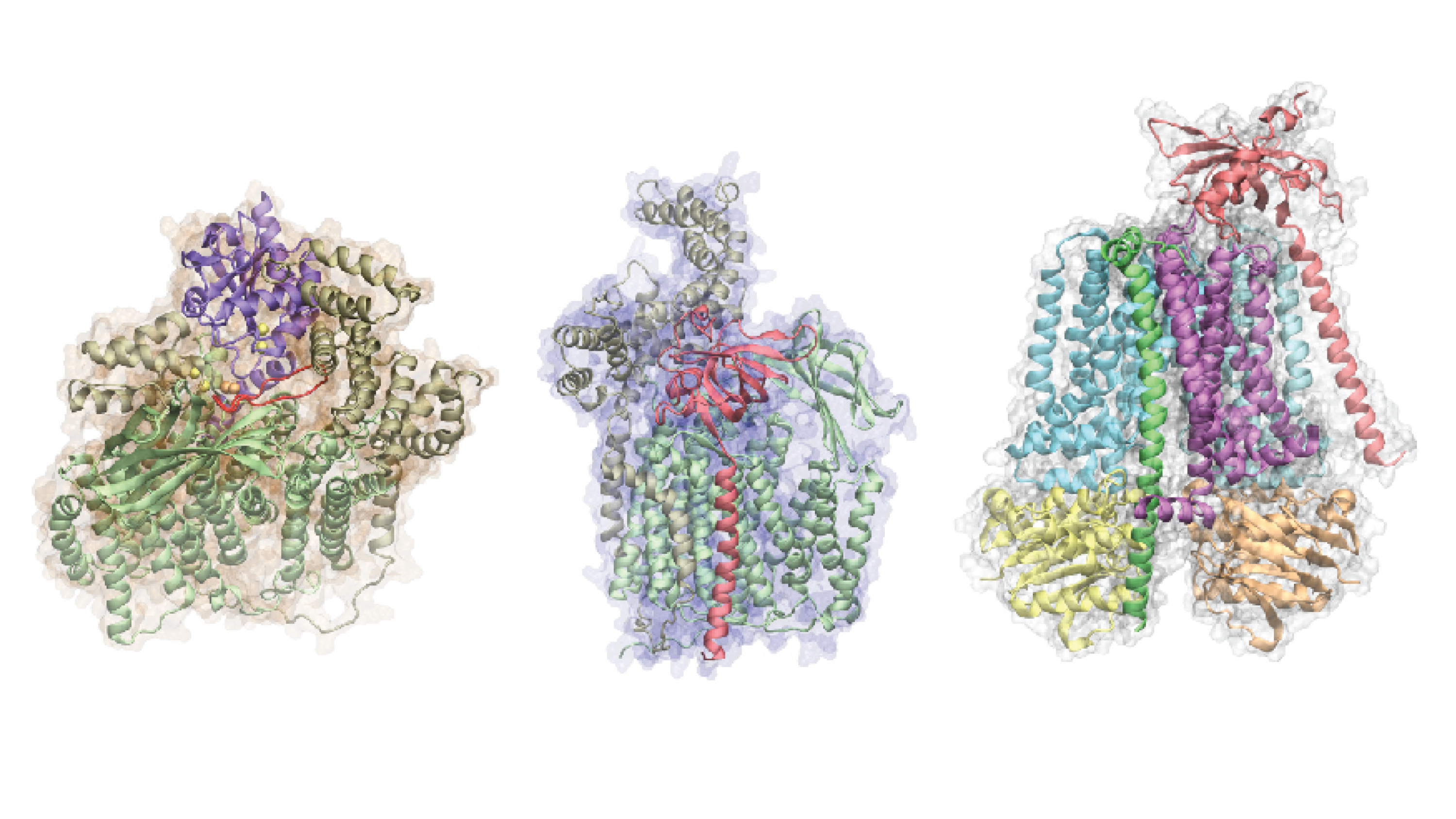 A 3D rendering of a protein complex structures predicted from protein sequences by AF2Complex. Credit: Mu Gao.