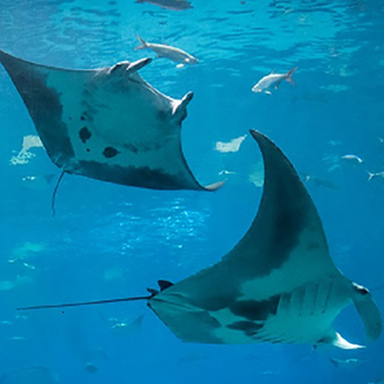 Sting rays in aquariums