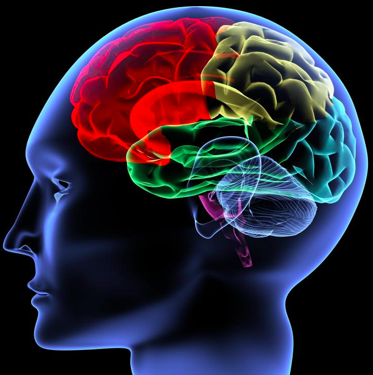 Graphic representation of the human brain 