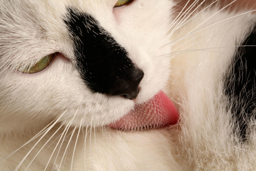 Cat grooming with tongue (Candler Hobbs/Georgia Tech)