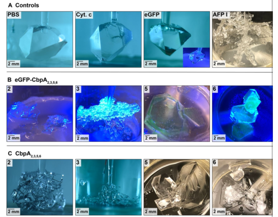 Different stages of clathrate crystal growth. 