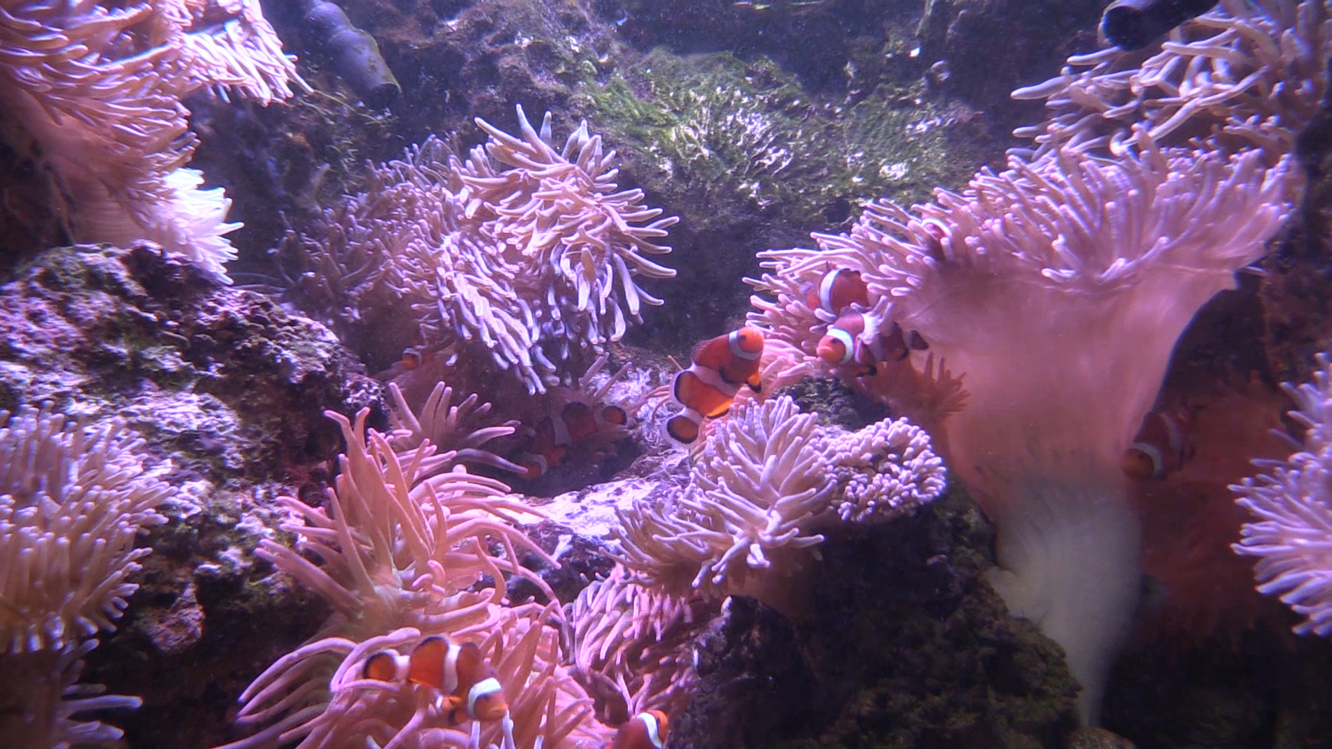 Clownfish mingle in anemones