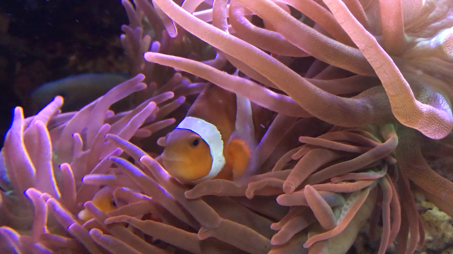Clownfish in anemone 2
