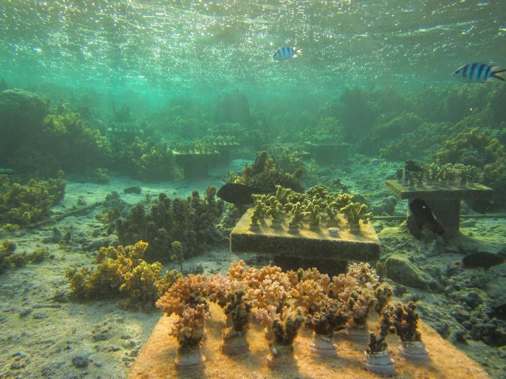 Experimental coral gardens (Credit Cody Clements CC BY-ND)