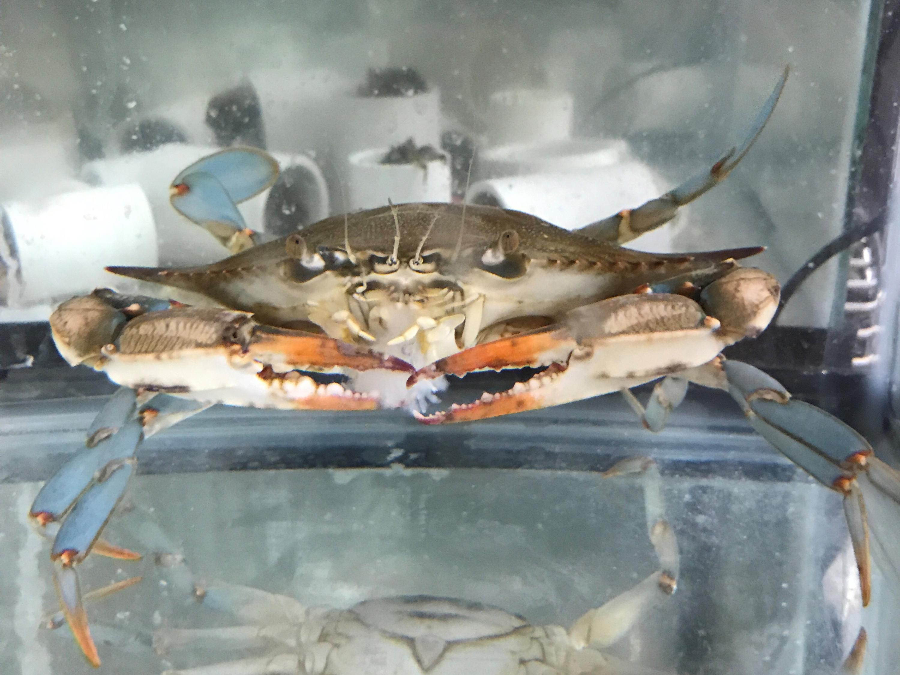 Blue crab and mud crabs - horizontal