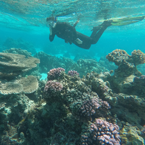 Diving in Moorea
