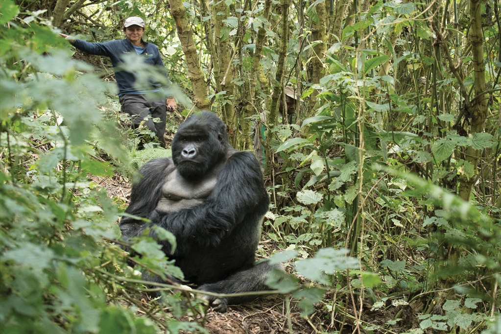 Tara Stoinski monitors a mountain gorilla (Photo: Dian Fossey Gorilla Fund)