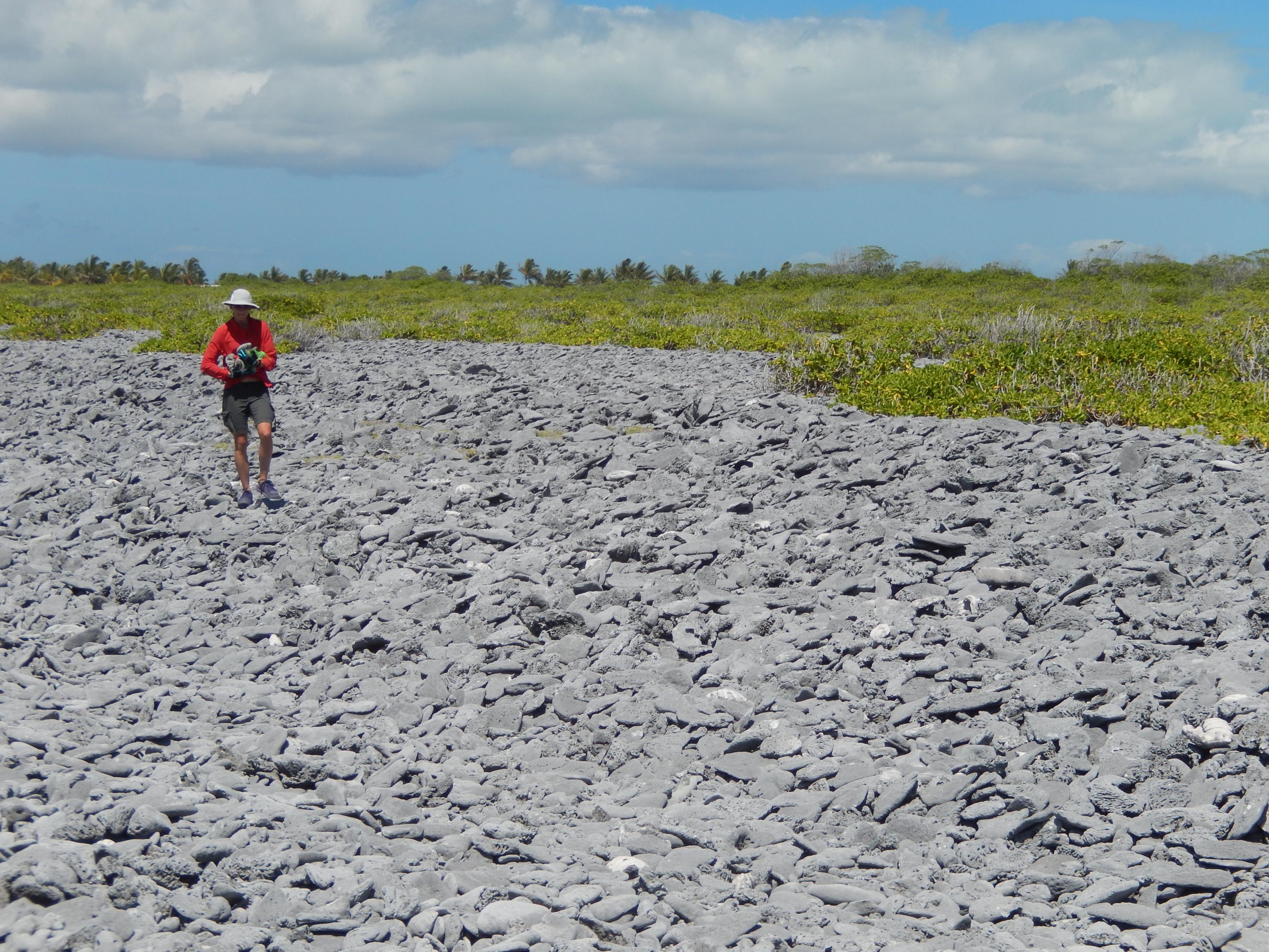 Grothe in fossil coral patch