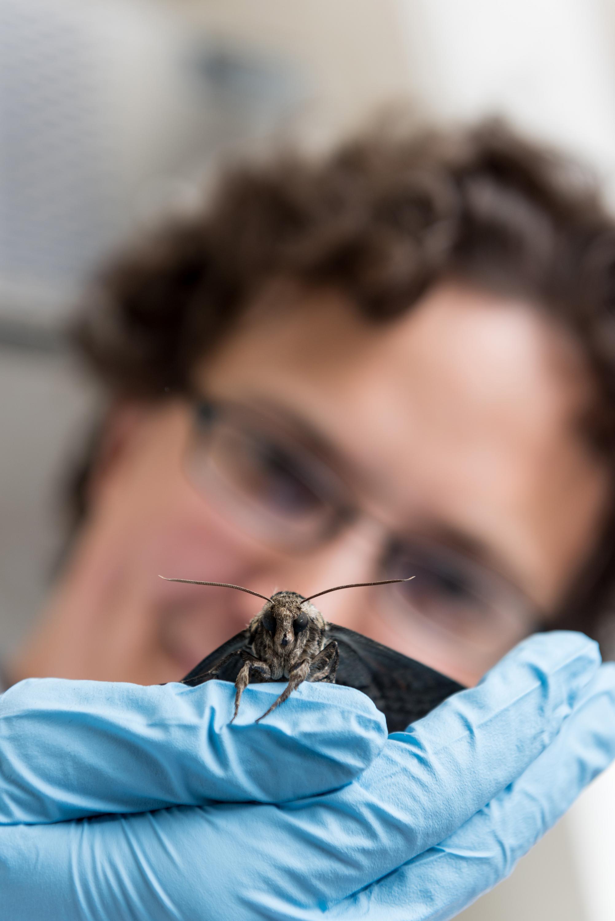 Researcher holds hawk moth
