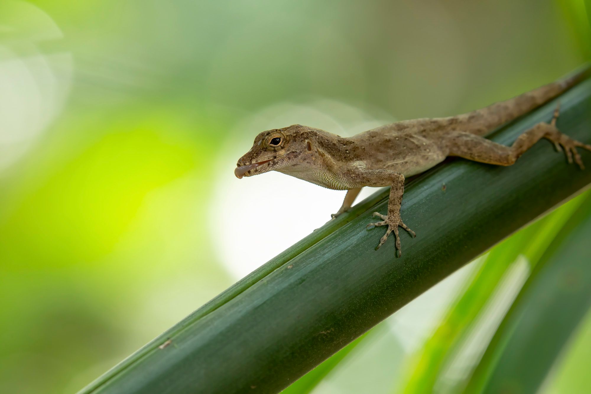 A Puerto Rican crested anole, Anolis cristatellus (Credit: Day's Edge Productions)