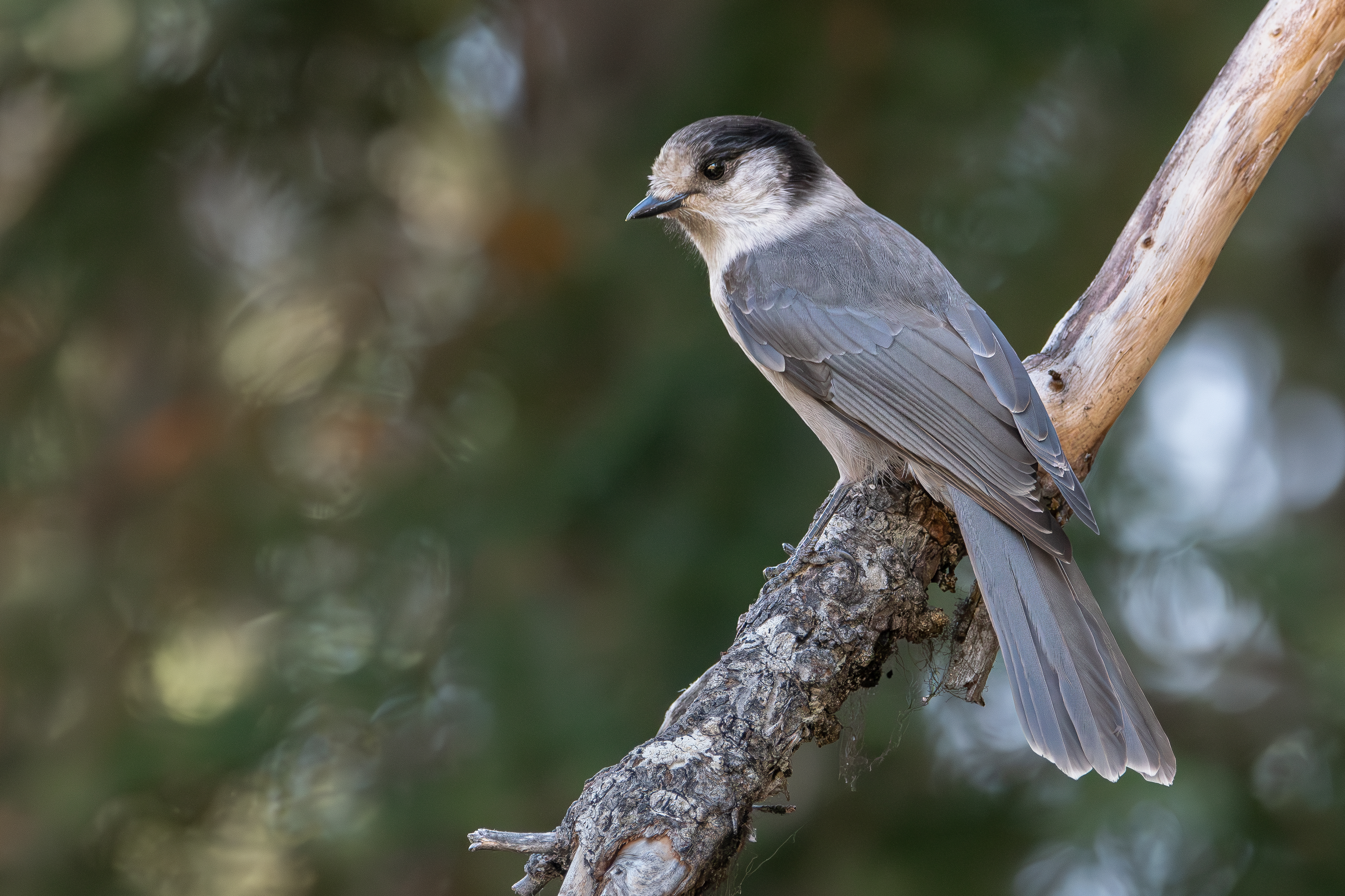 The Canada Jay is one of the birds struggling in the Pacific Northwest. (Credit: Mason Maron)