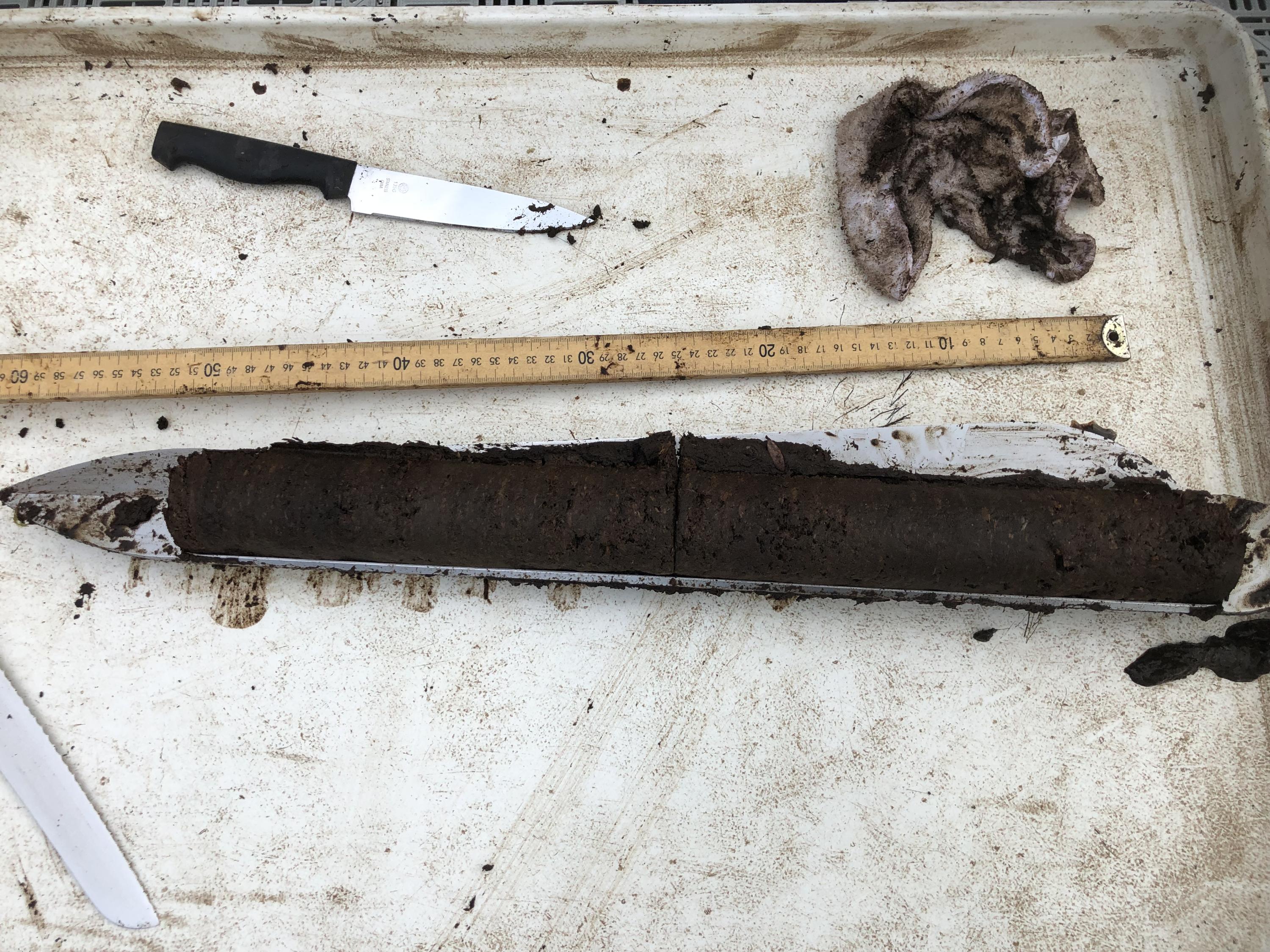 A soil core sample from the SPRUCE facility. (Photo Joel Kostka)