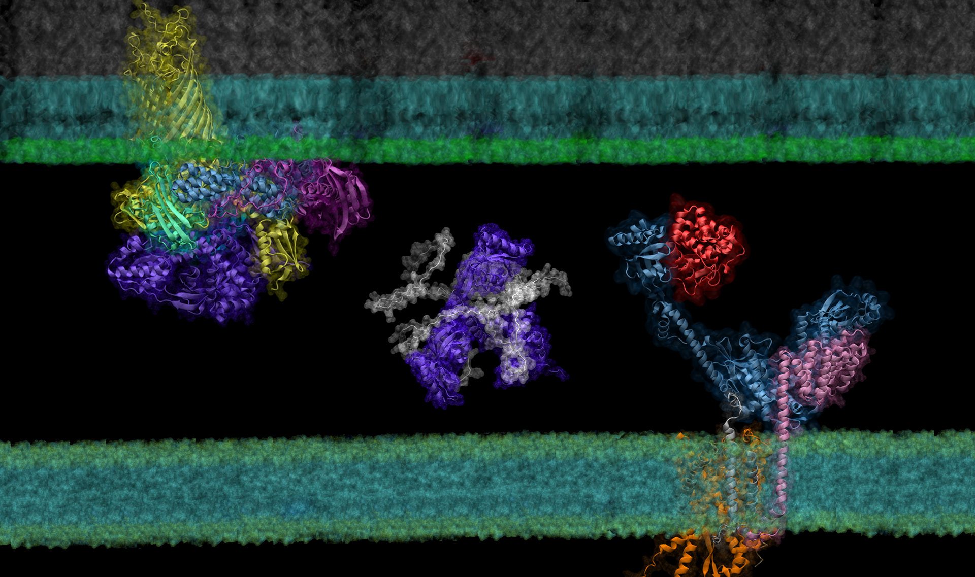 Examples of protein complexes modeled by AF2Complex residing between the inner and outer membranes of E. coli