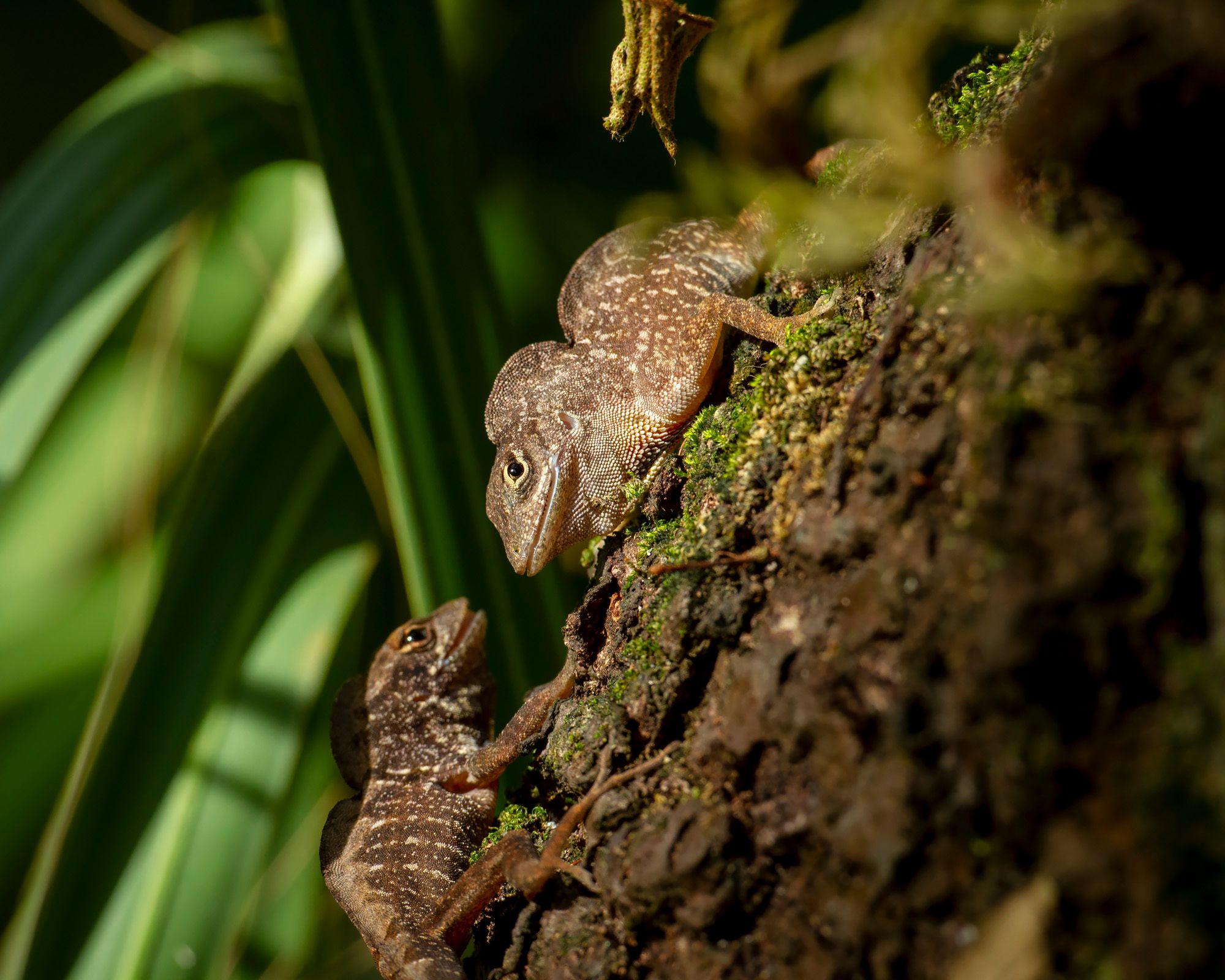 Two Cuban brown anoles, Anolis sagrei (Credit: Day's Edge Productions)