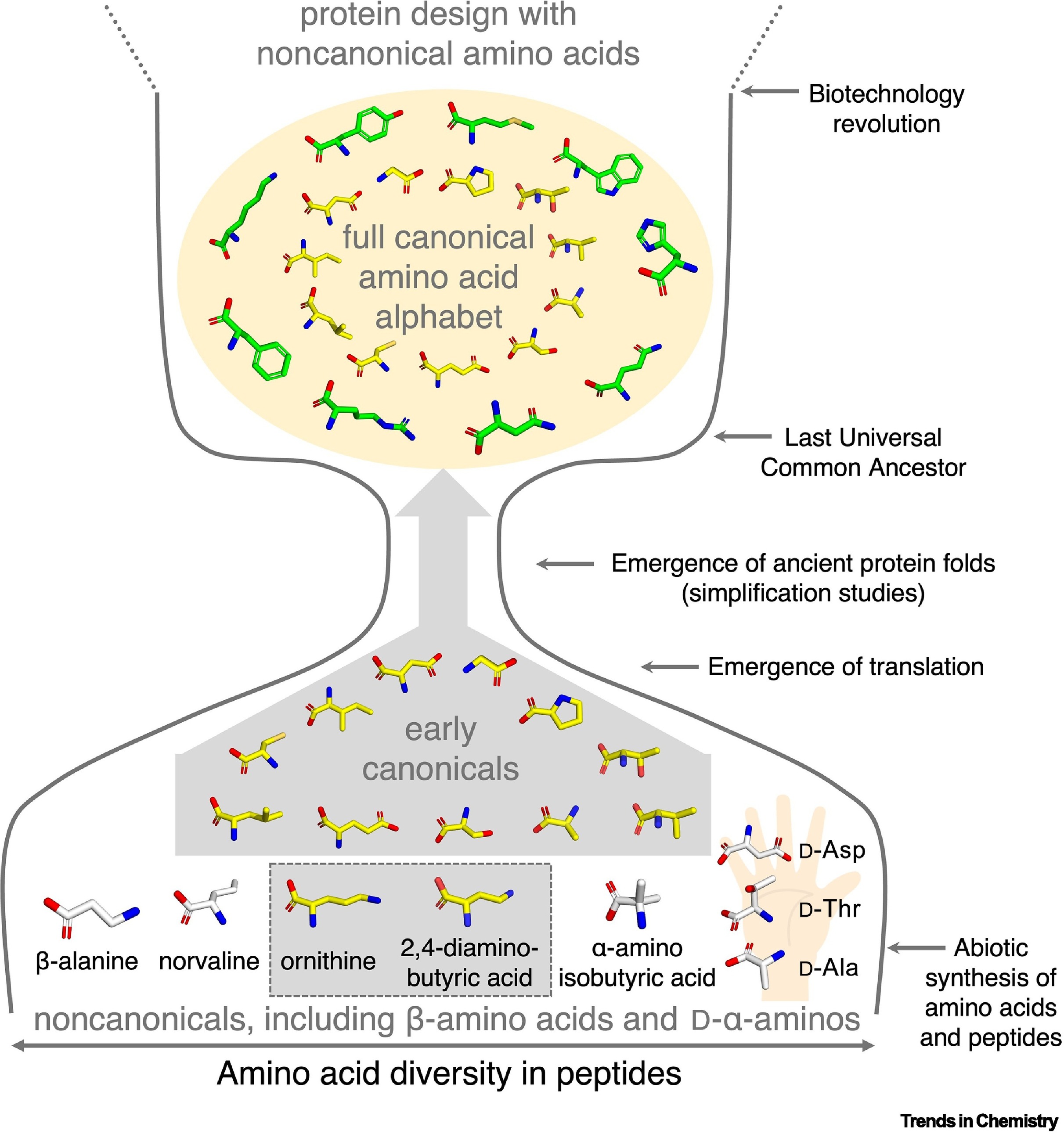 Amino acid diversity in peptides and proteins over time. Now, in the era of biotechnology, the amino acid alphabet is poised to expand again. (Figure Credit: “The borderlands of foldability: lessons from simplified proteins,” Trends in Chemistry, 2026)