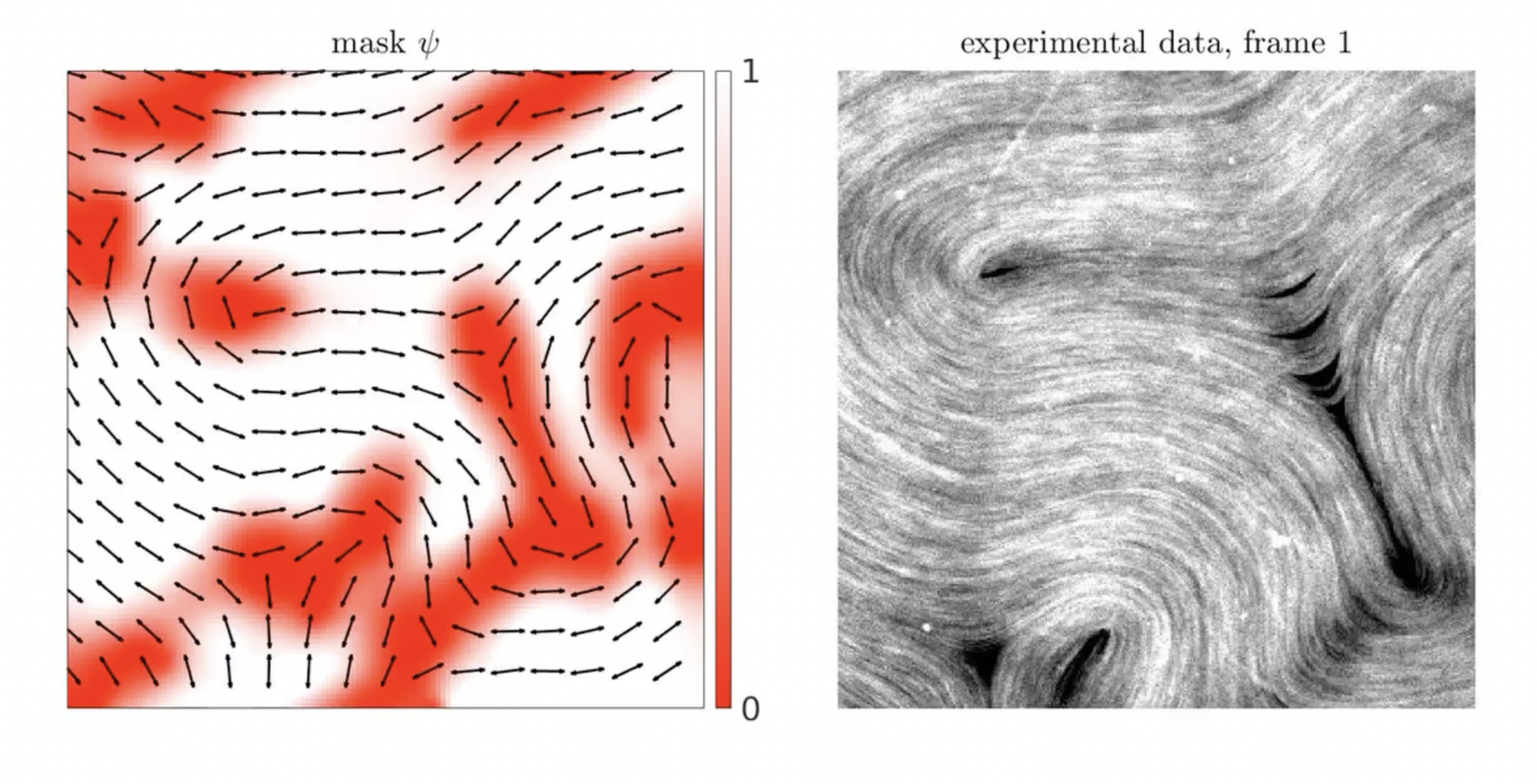 Left, a graphic showing microtubules orienting themselves in the experiment. Right, a screenshot of microtubules at the oil-water interface. Graphic by Roman Grigoriev.png
