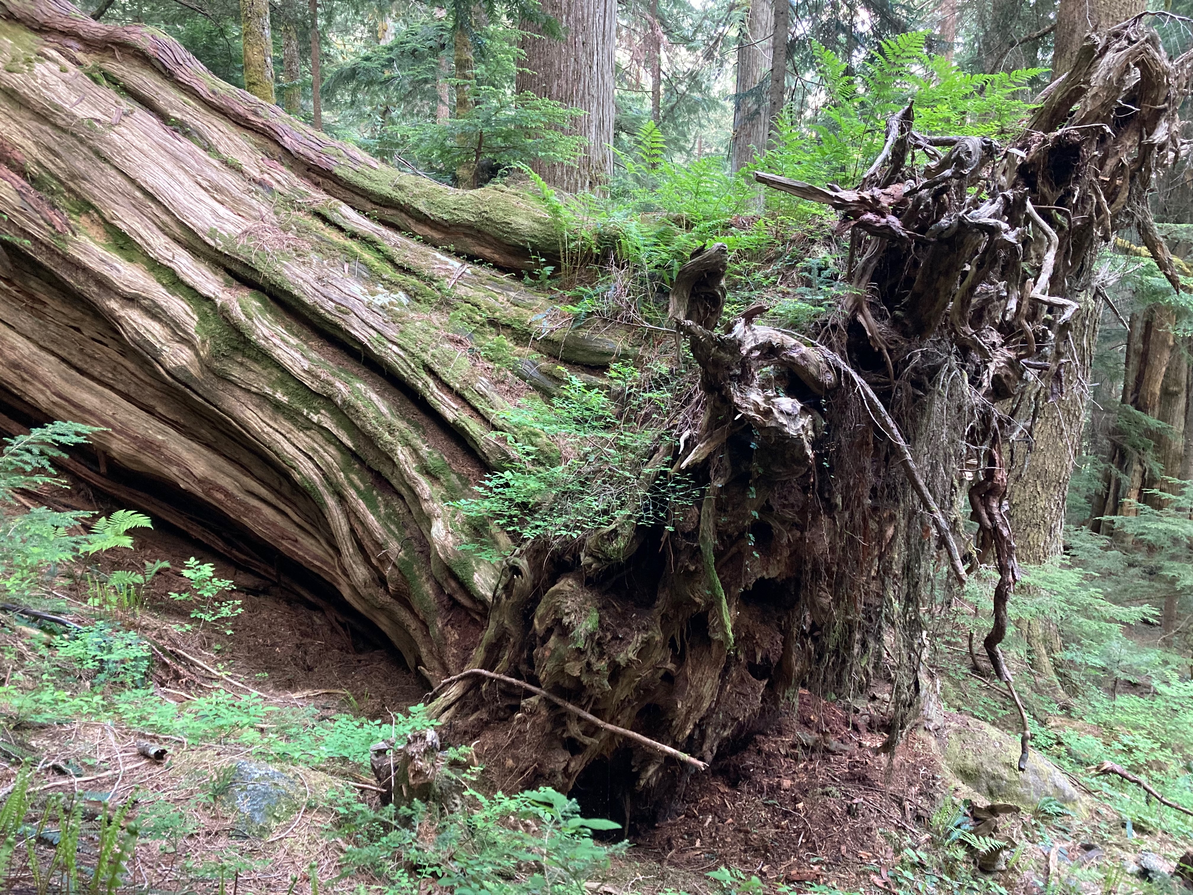 A large downed cedar tree in one of the lowland old-growth forests that Freeman navigated. (Credit: Benjamin Freeman)