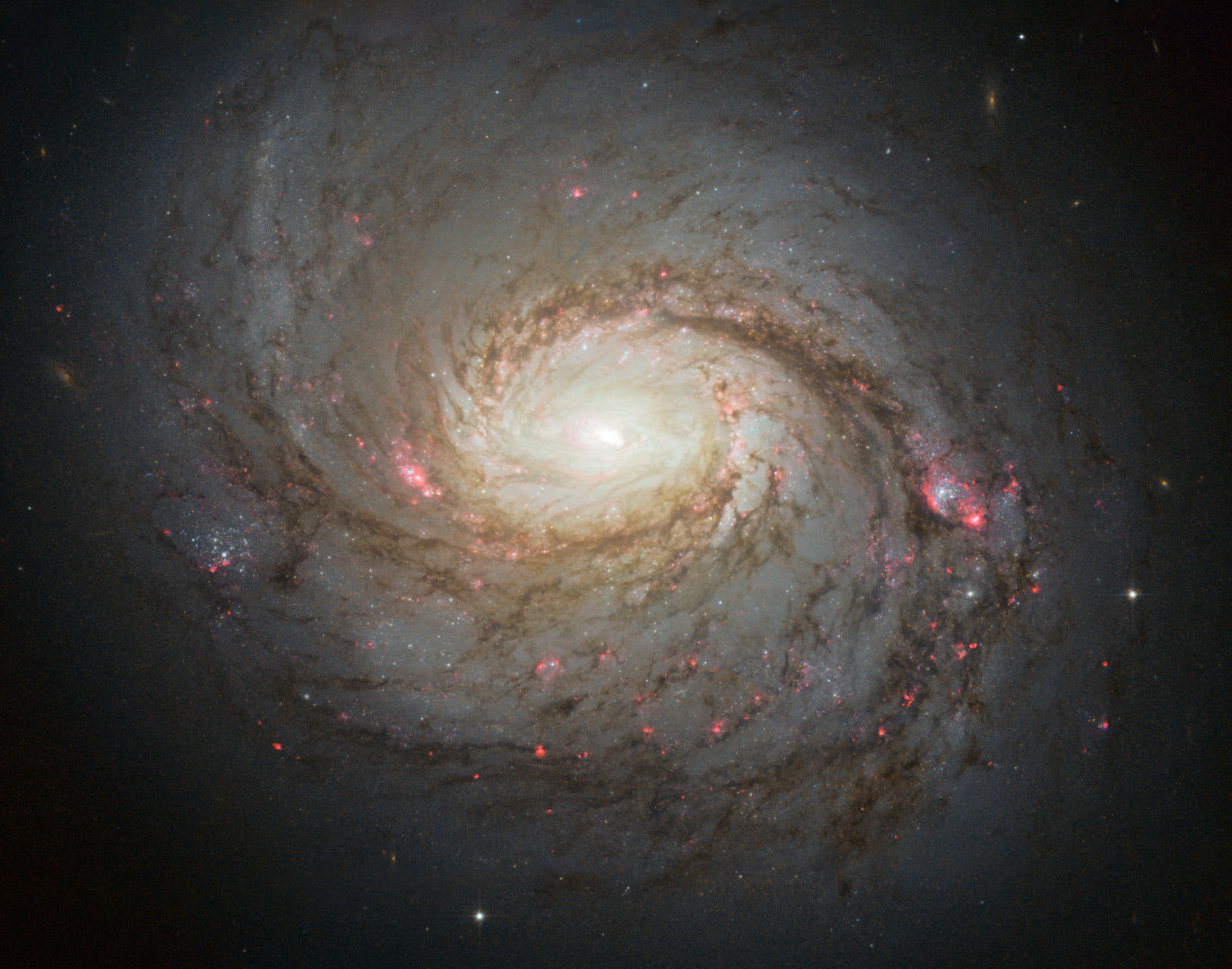 Hubble image of the spiral galaxy Messier 77, also known as NGC 1068. (Photo credit NASA/ESA/A. van Der Hoeven)