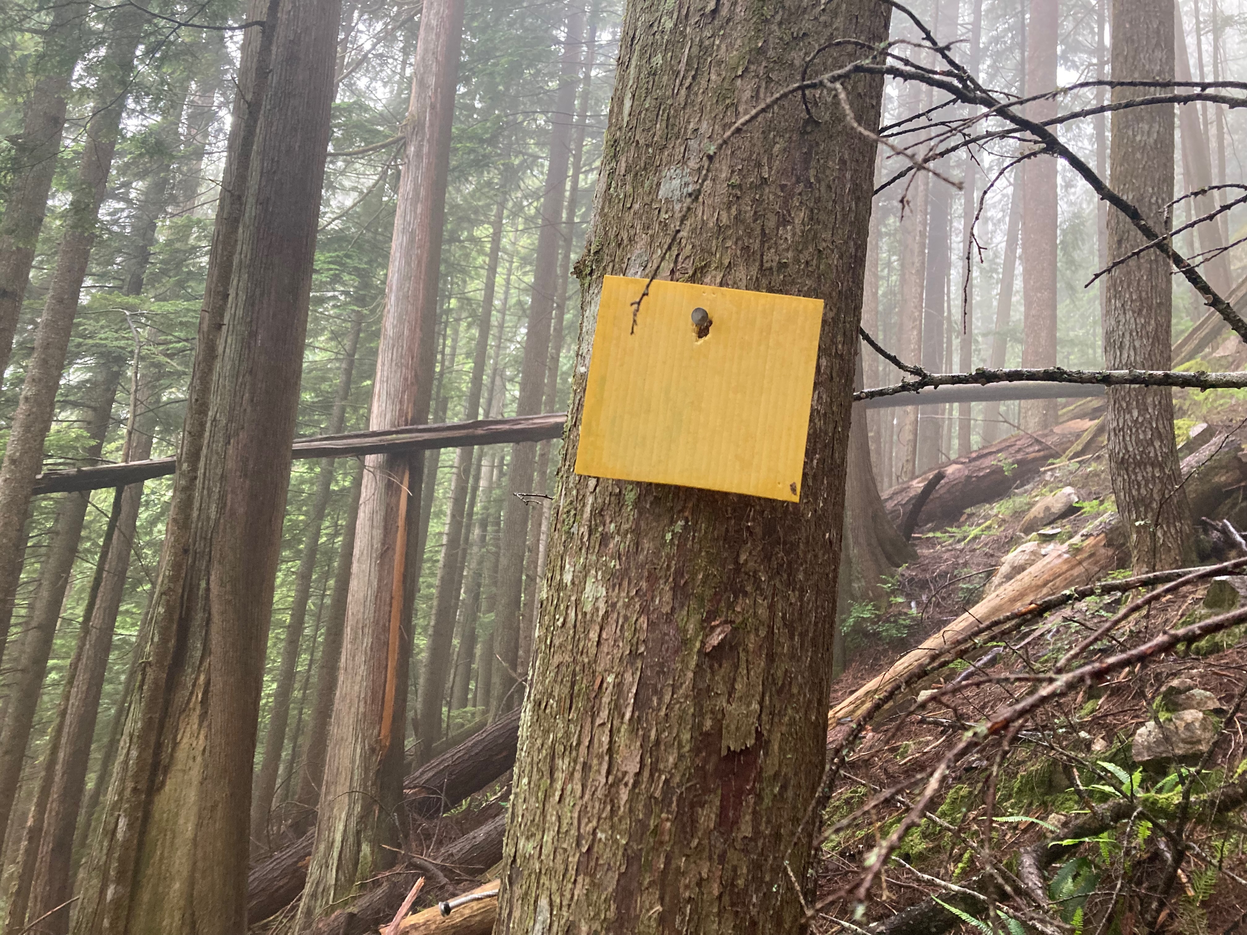 A placard still standing from the original surveys conducted in the early 90's. Finding these original sites was a 