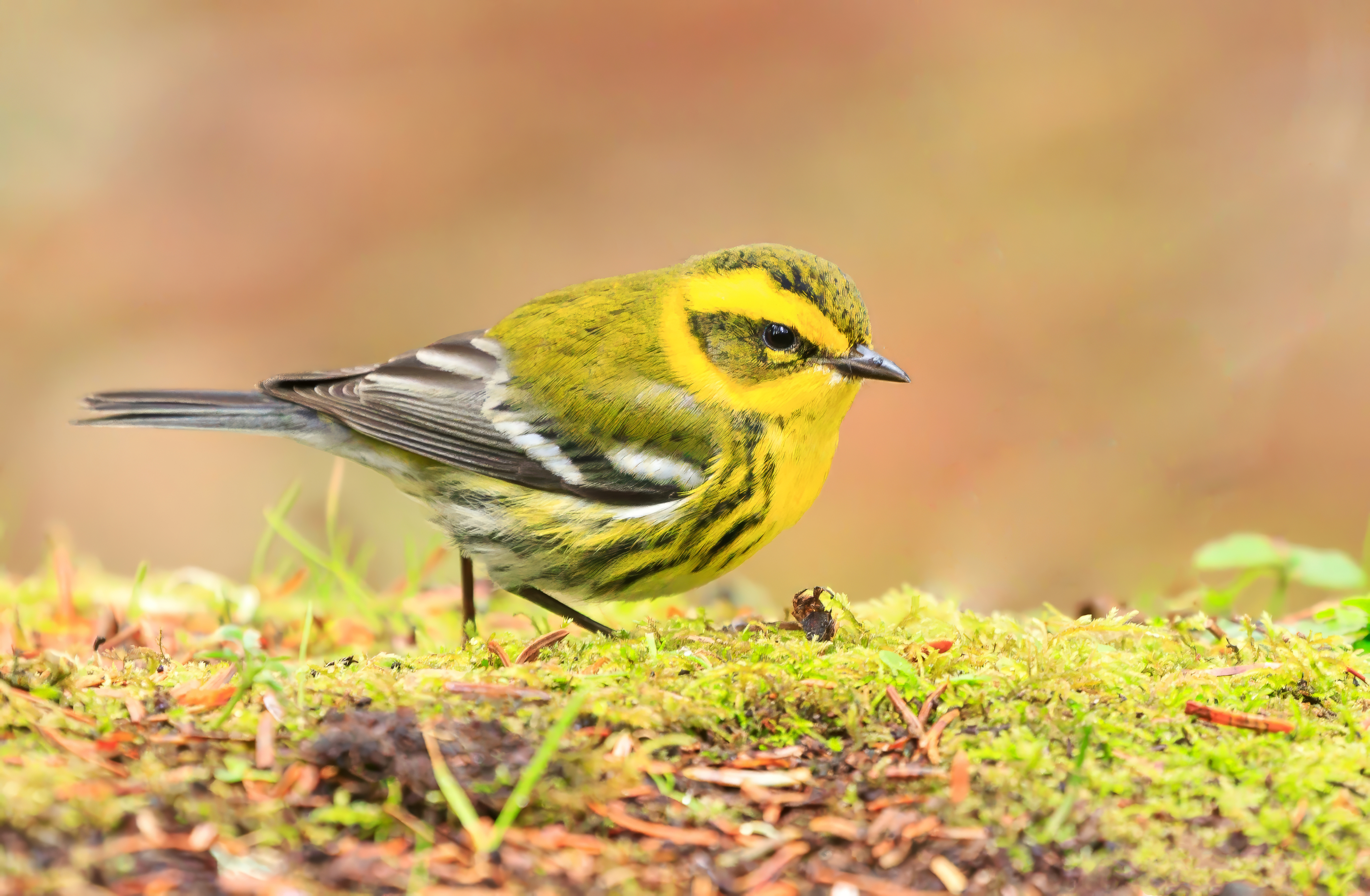 Townsend's Warbler, a small songbird that lives in the forests of the Pacific Northwest. (Credit: Melissa Hafting, @bcbirdergirl)