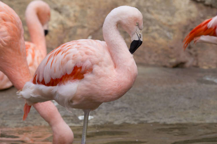 A closeup of flamingo serenely standing on one leg in the Zoo Atlanta exhibit. Other flamingos can be seen in the background