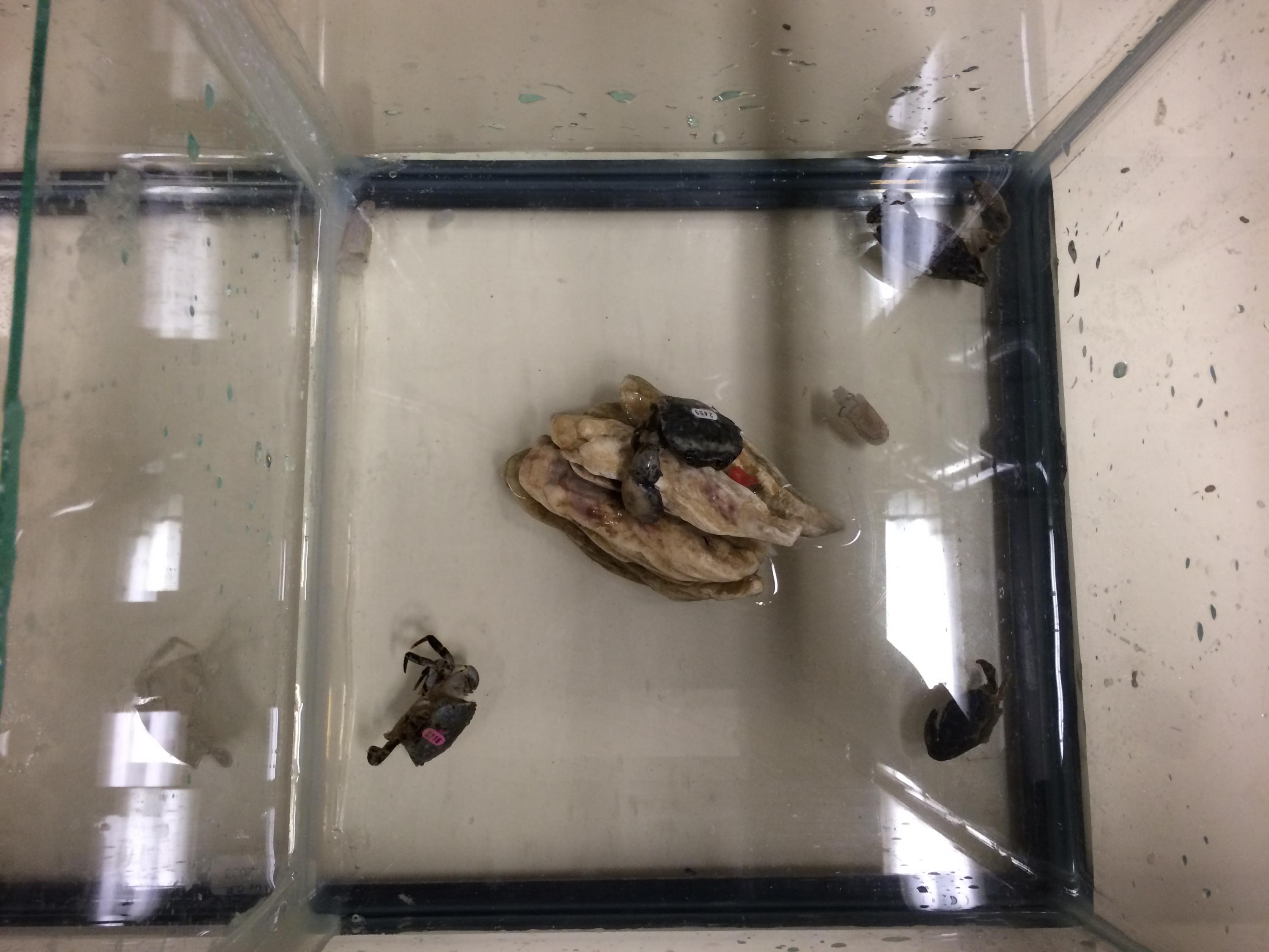 Little mud crabs in tank