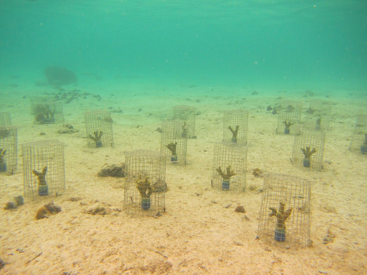 Coral caged with snails to measure feeding impact