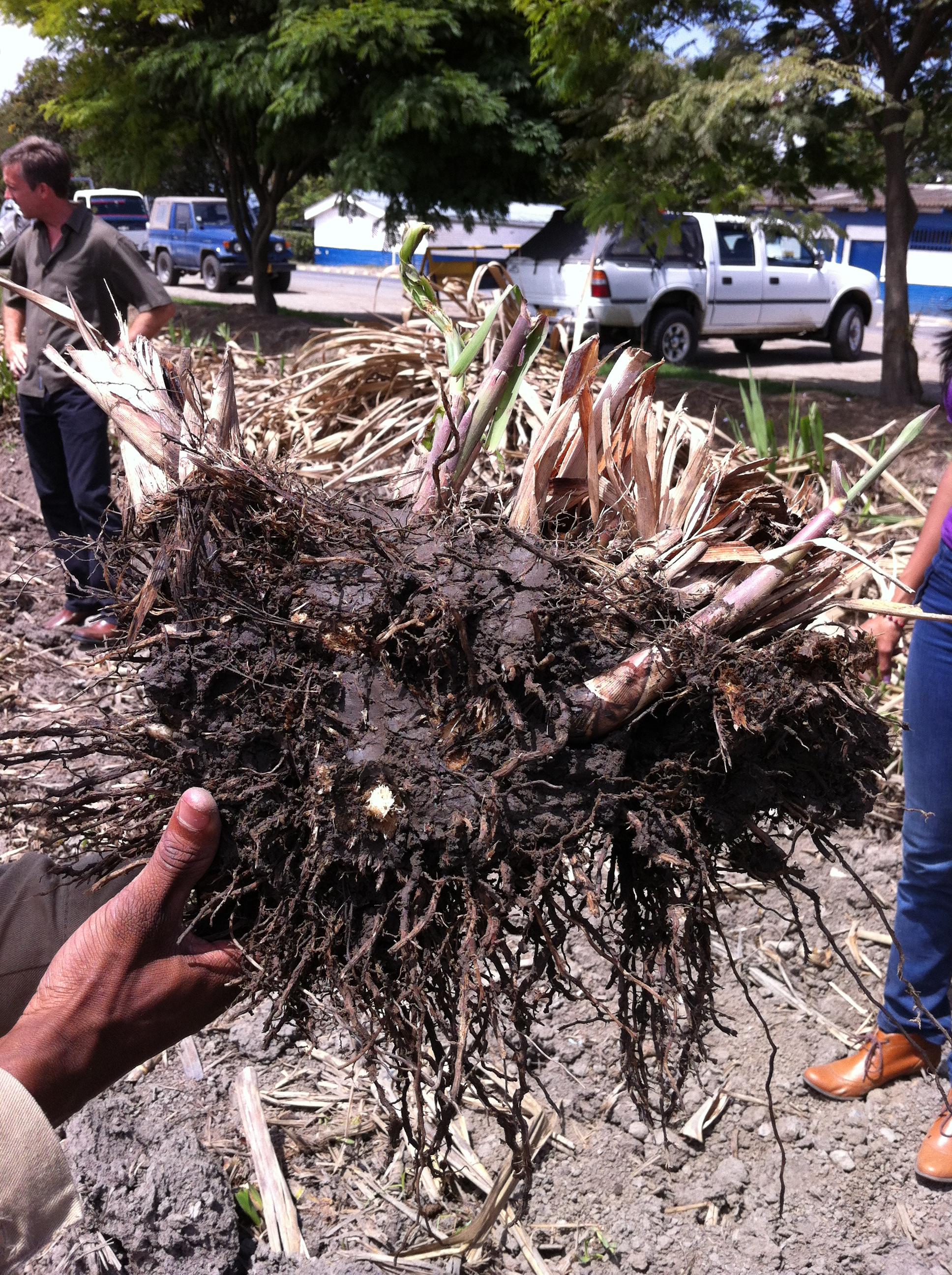 A section of the soil-root interface that makes up the rhizosphere. (Photo by Joel Kostka)