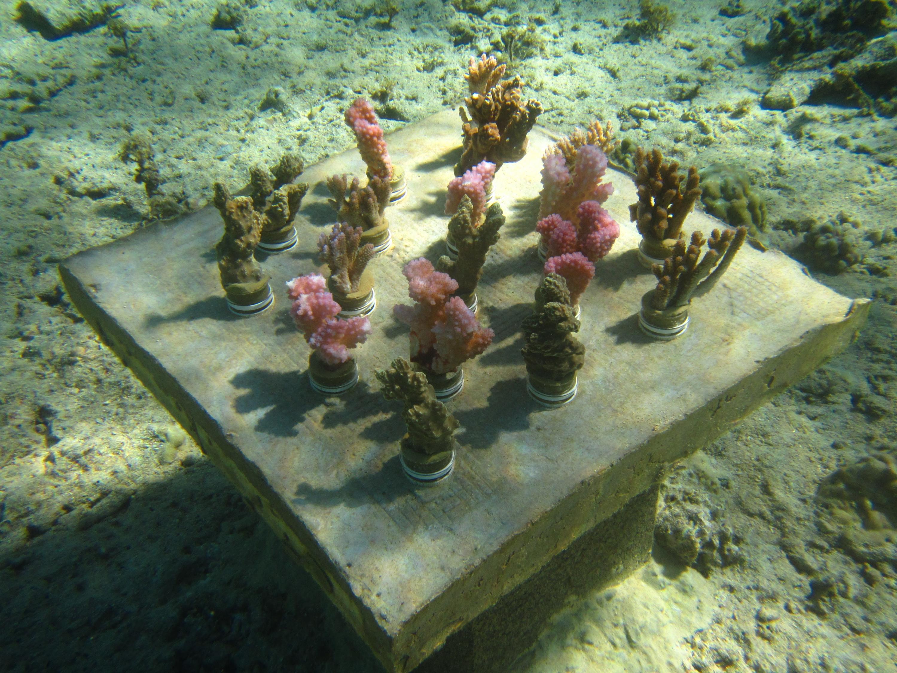 A variety of coral species growing in Georgia Tech's underwater reef garden near Mo'orea, French Polynesia. (Photo Cody Clements)