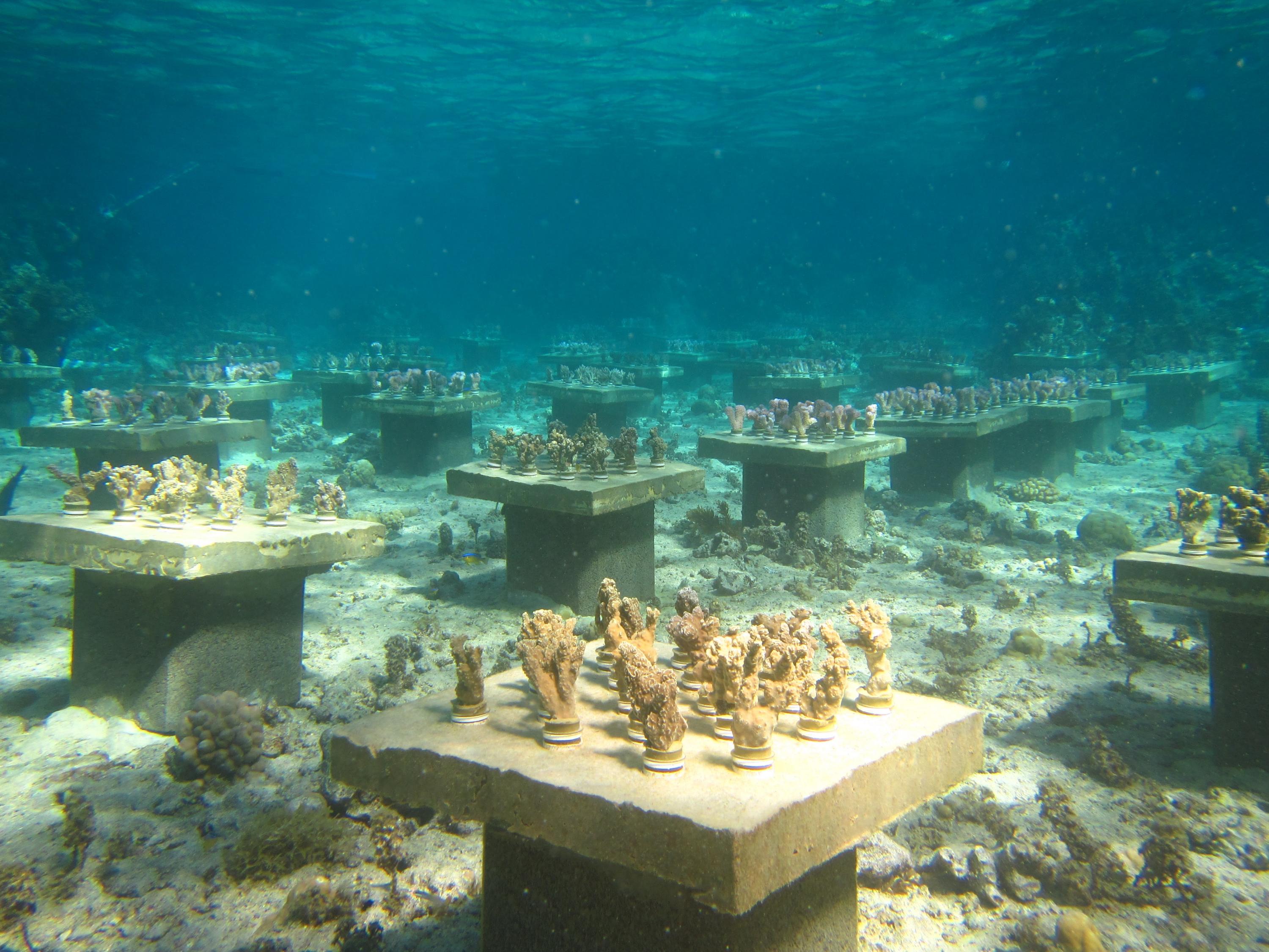 Coral diversity on display in the underwater gardens set up by Georgia Tech researchers near French Polynesia. (Photo Cody Clements) 