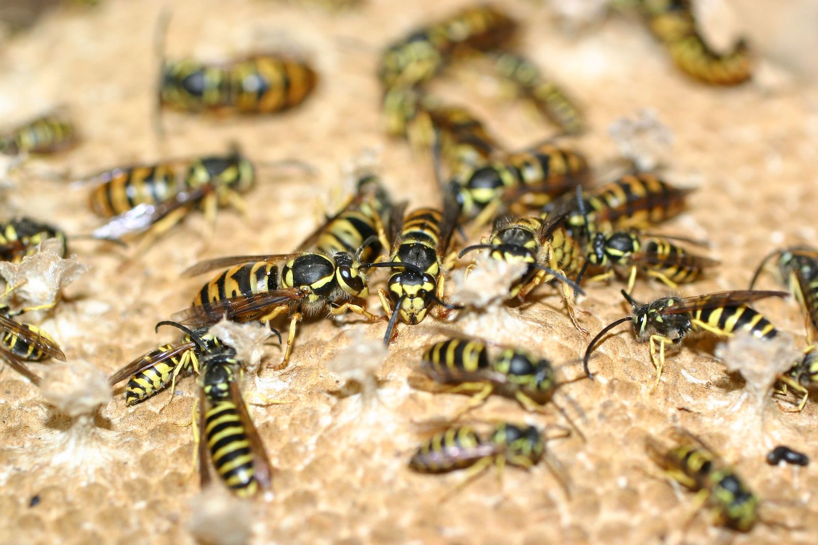 Yellow Jackets: Highly Social Little Stingers | College of Sciences
