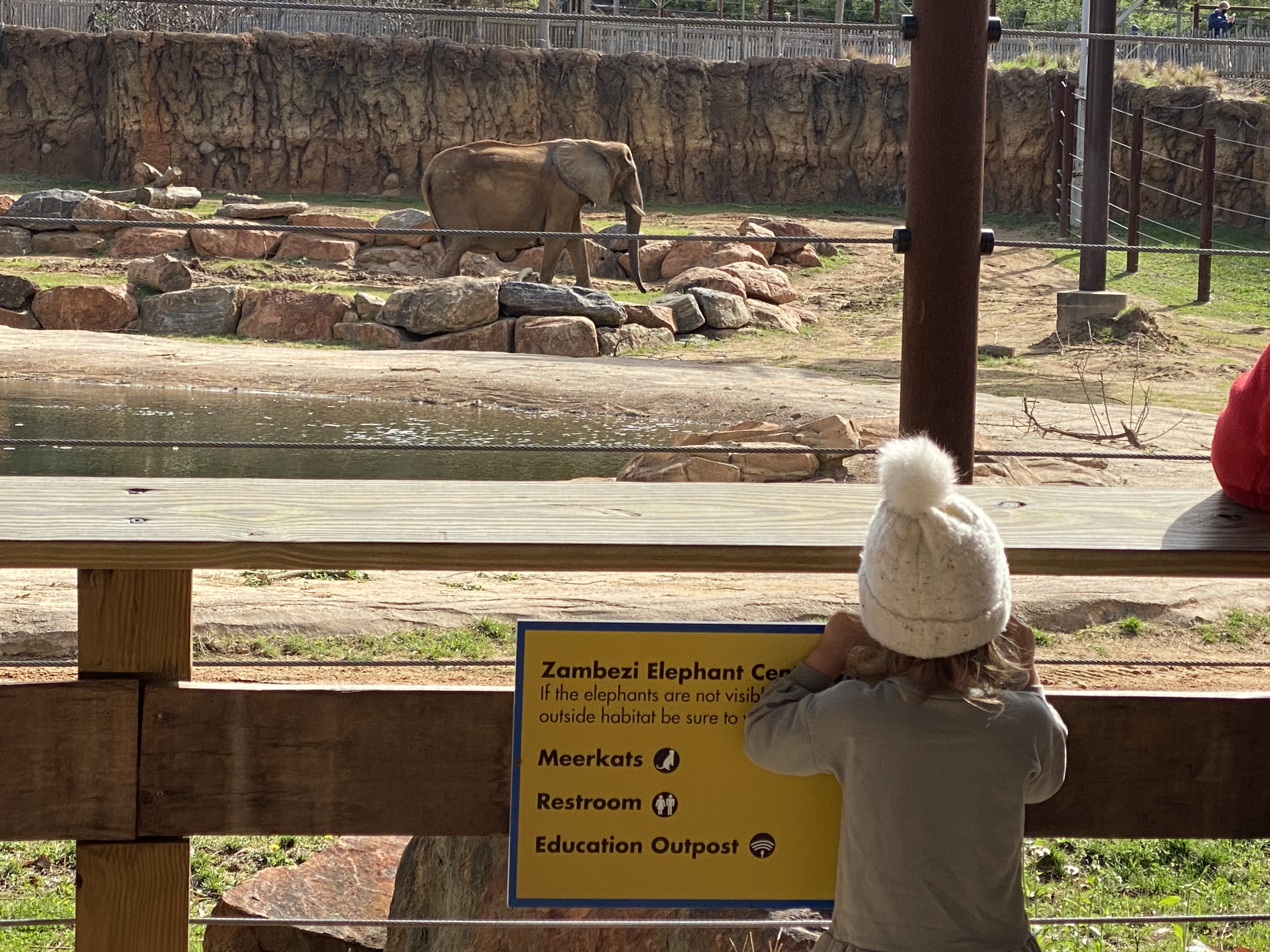 A Zoo Atlanta guest keeps her eye on an elephant during the Atlanta Science Festival. (Photo Renay San Miguel)