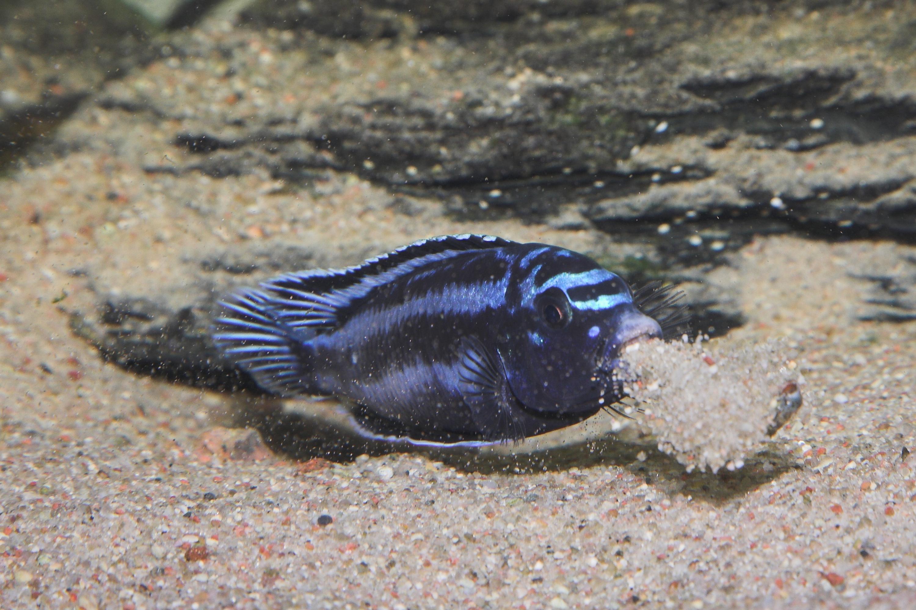 Cichlid melanchromis cyaneorhabdos