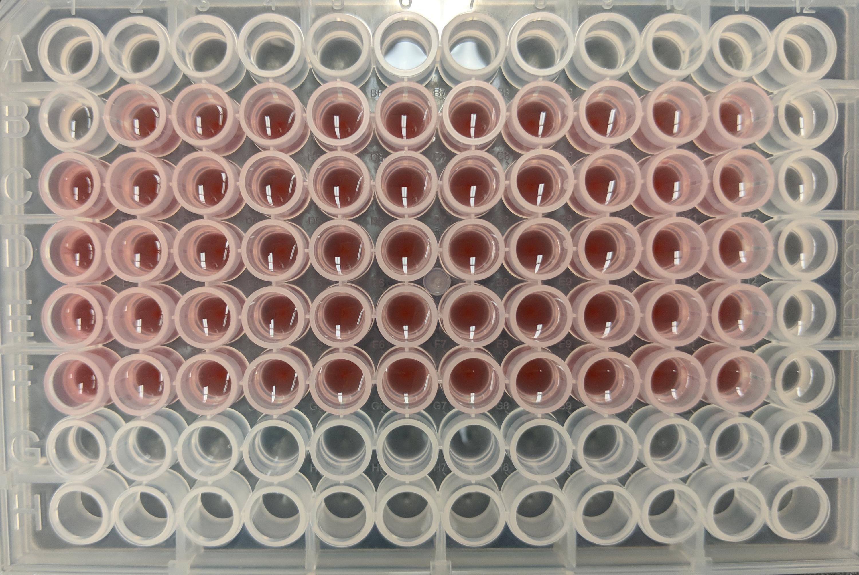 Lab assays in coral defense study