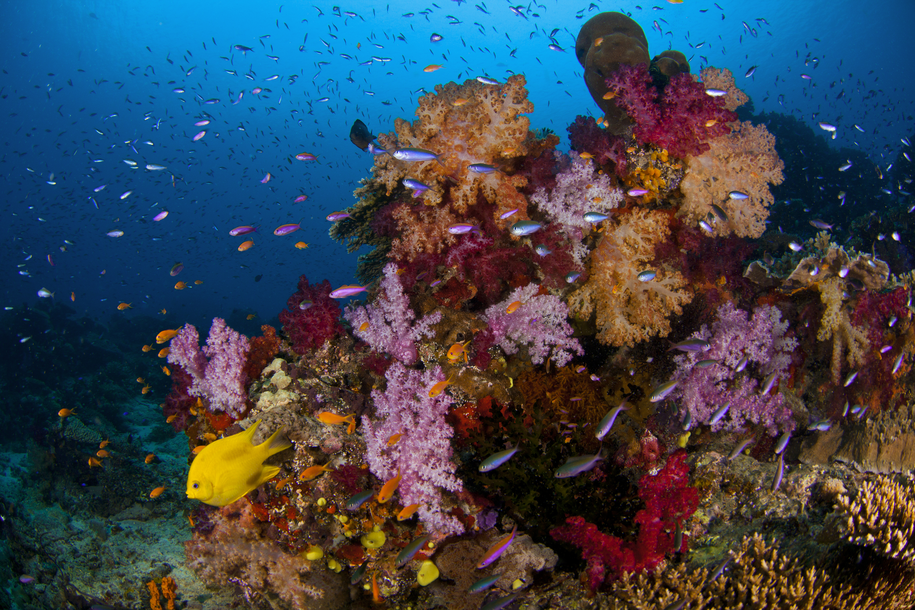 Lively Pacific reef