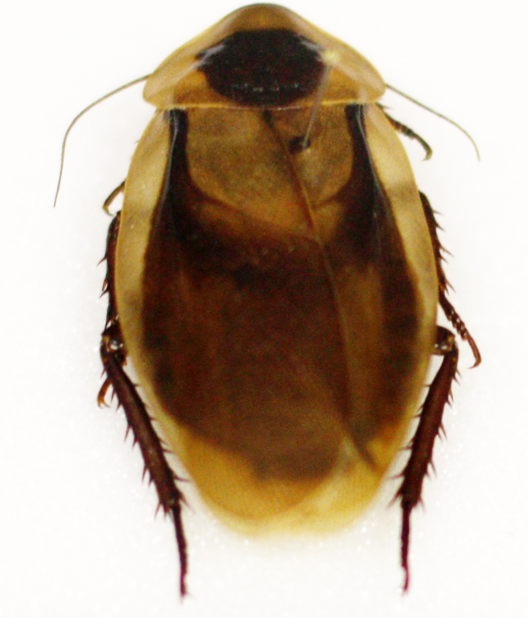 Cockroach Blaberus discoidalis