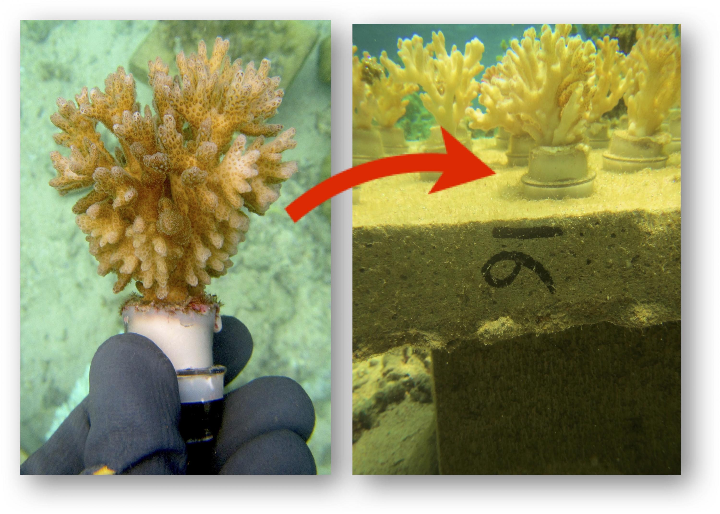 Fiji coral plot experiment