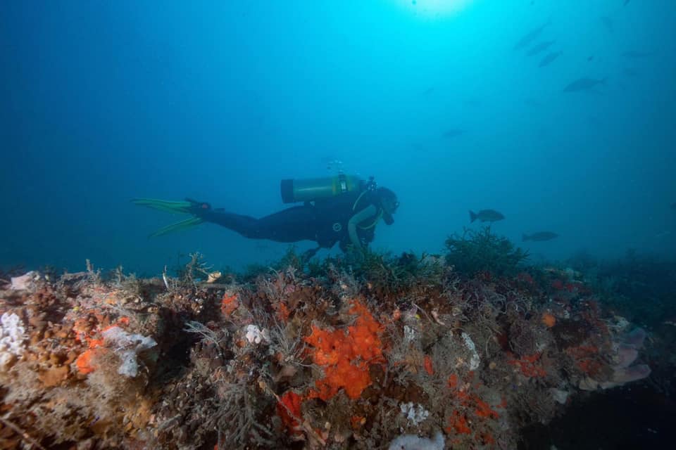 School of Biological Sciences researcher Nastassia Patin dives near a blue hole off Florida's western coast. 