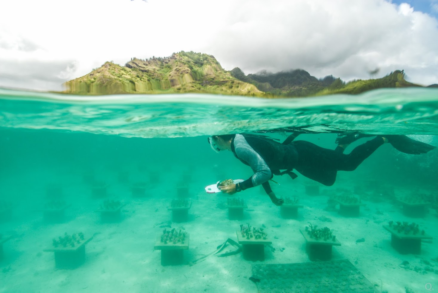 Cody Clements surveys rows of coral 
