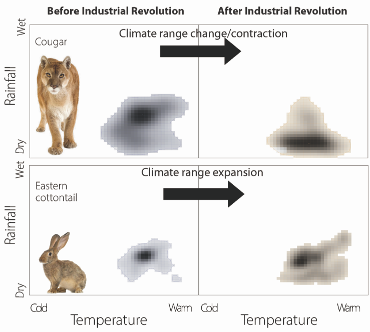 Cougars (top) have contracted the climates where they live, and rabbits (bottom) have expanded into new climates. Credit: Silvia Pineda-Munoz and Jenny McGuire.