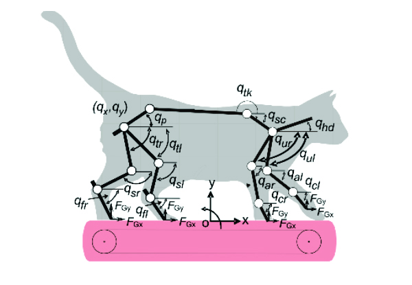 Schematic of a cat musculoskeletal model
