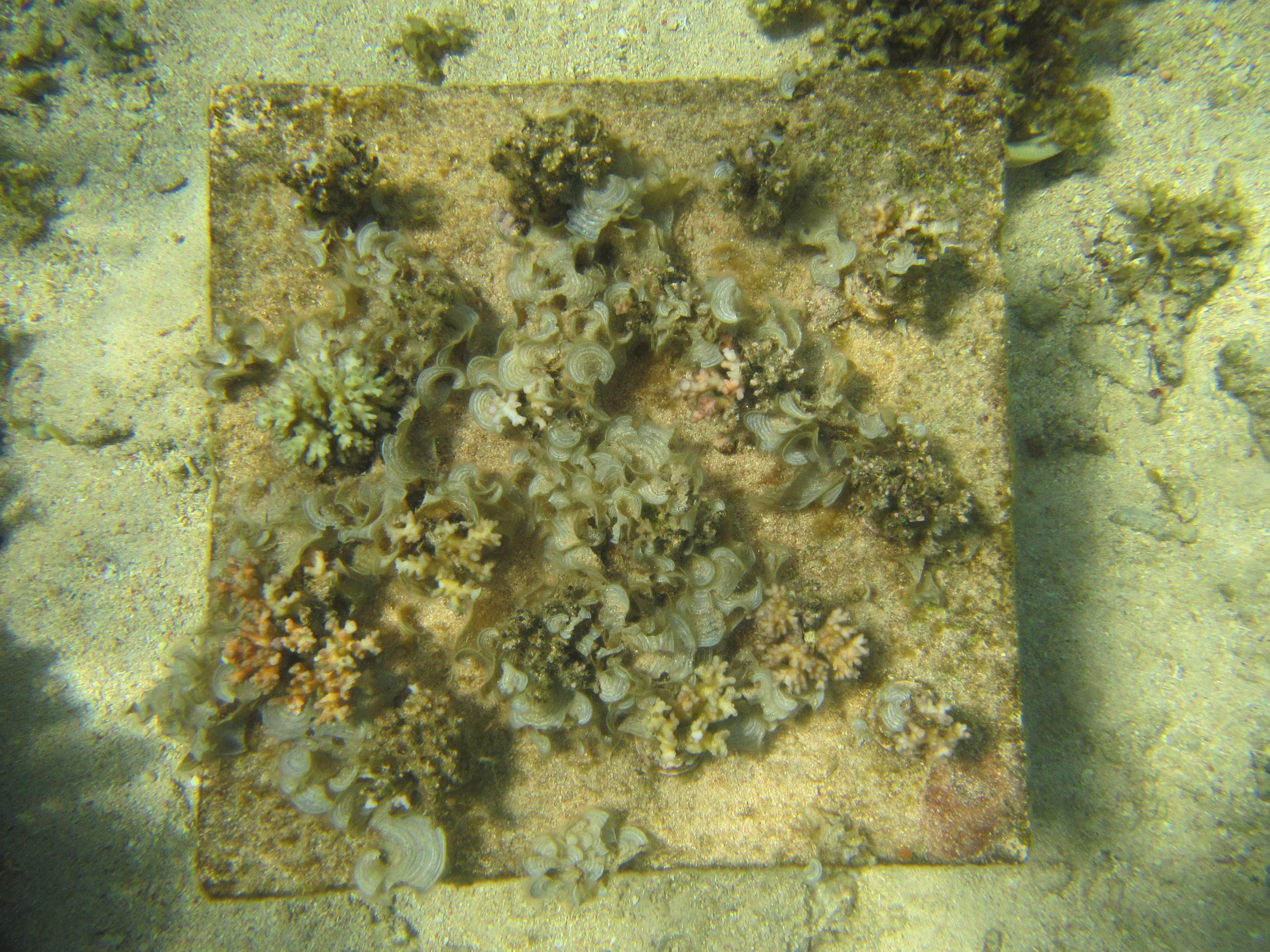 Fiji coral experiment seaweed table