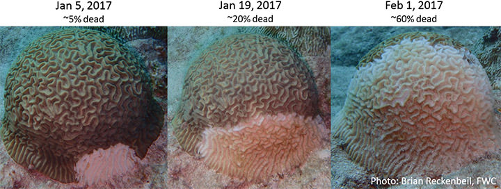 Rapid progression of tissue-loss disease across a colony of Symmetrical Brain Coral. Credit: Brian Reckenbiel.