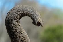 Elephant trunk (By Anton Ivanov, Shutterstock) Elephant trunk (By Anton Ivanov, Shutterstock)